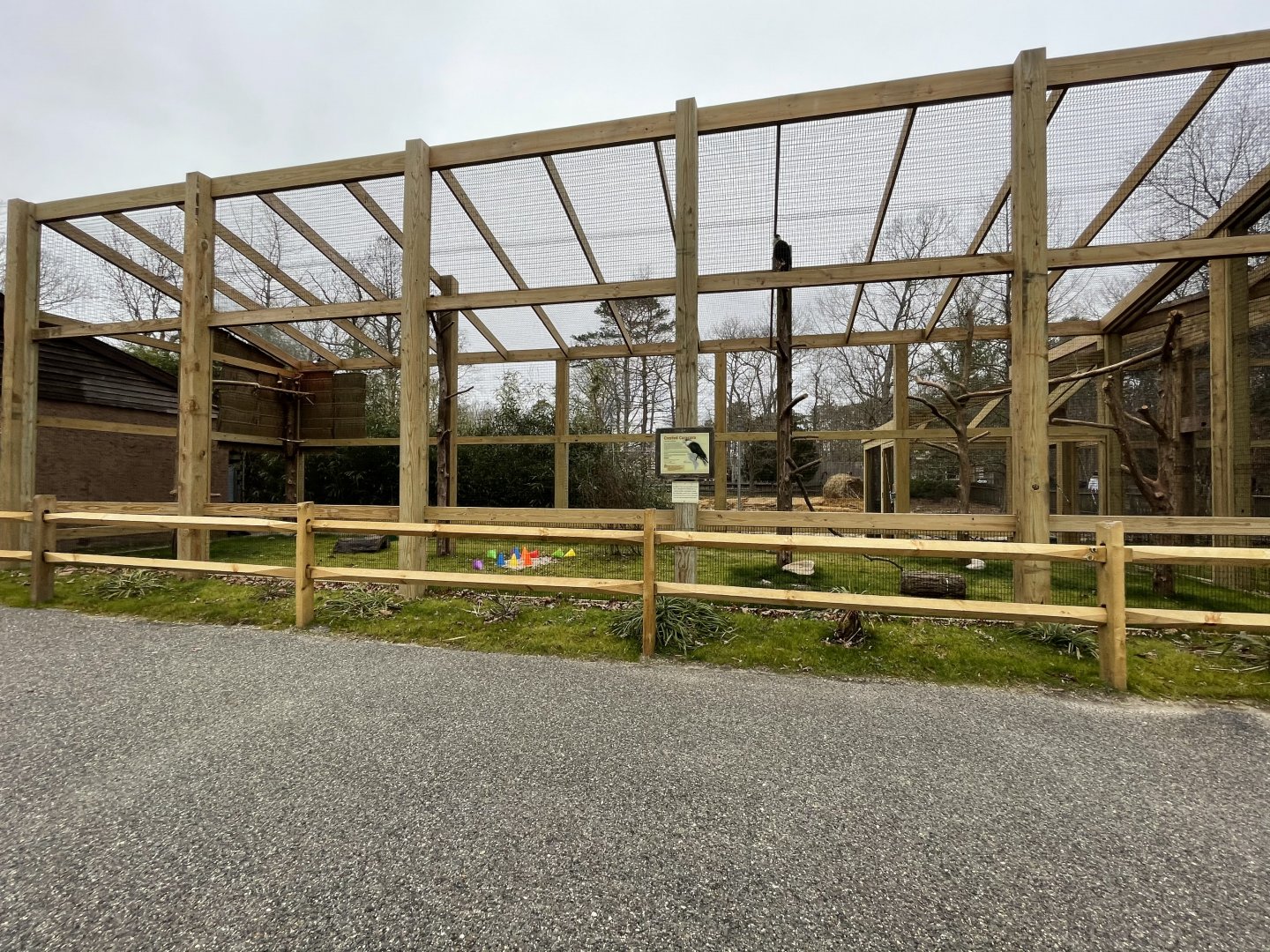 New Northern Crested Caracara Exhibit