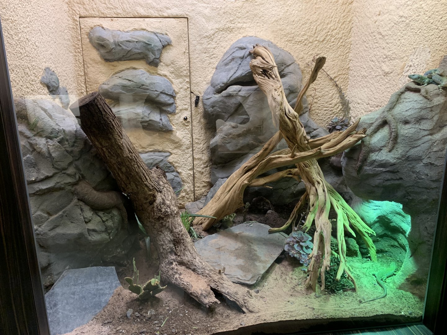 New Ocellated Lizard exhibit