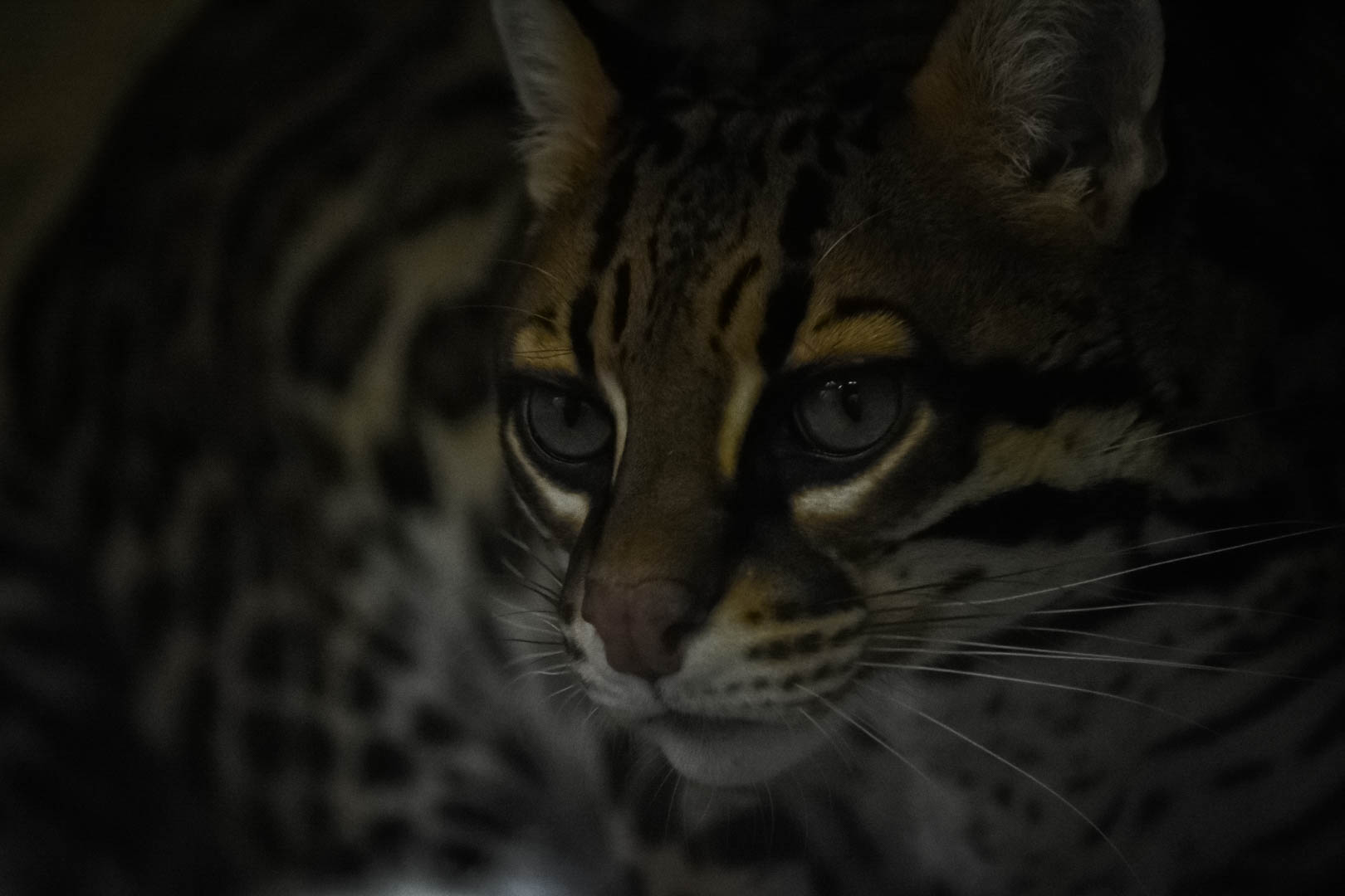 New Ocelot at Fort Worth Zoo