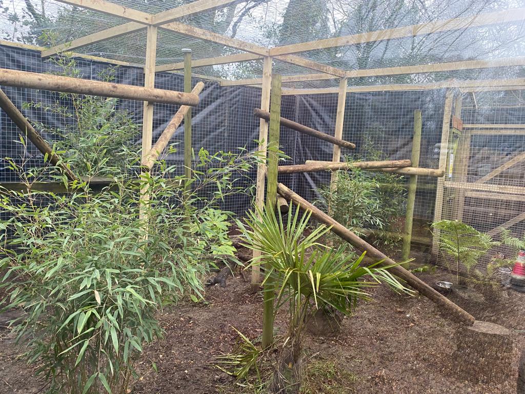 New Ocelot Enclosure 03/01/22