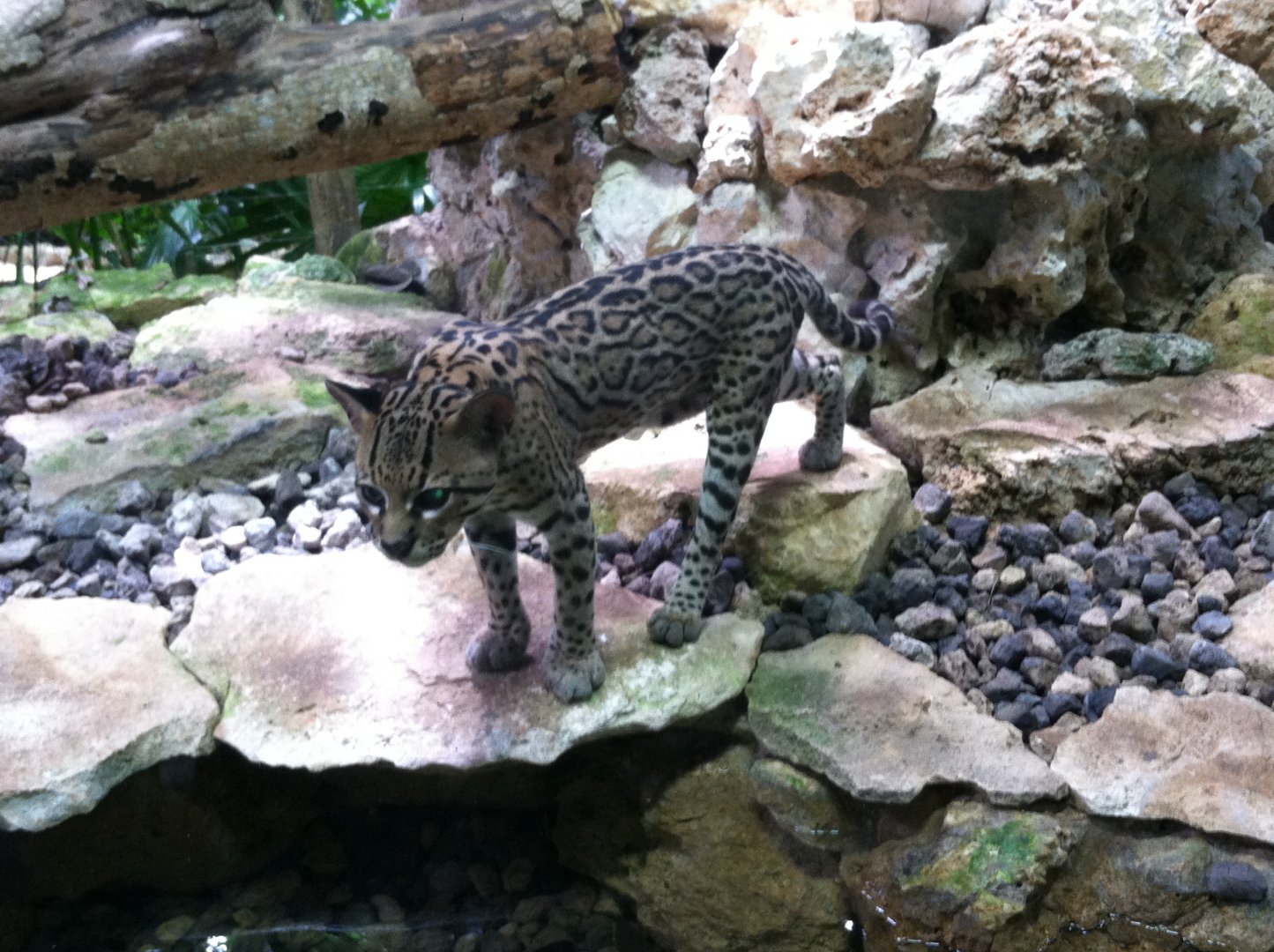 NEW Ocelot