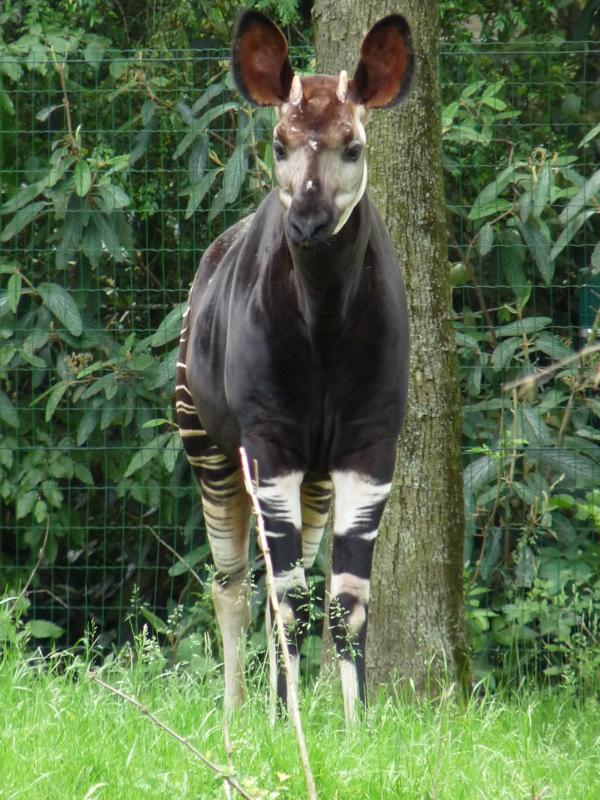 New Okapi Bull