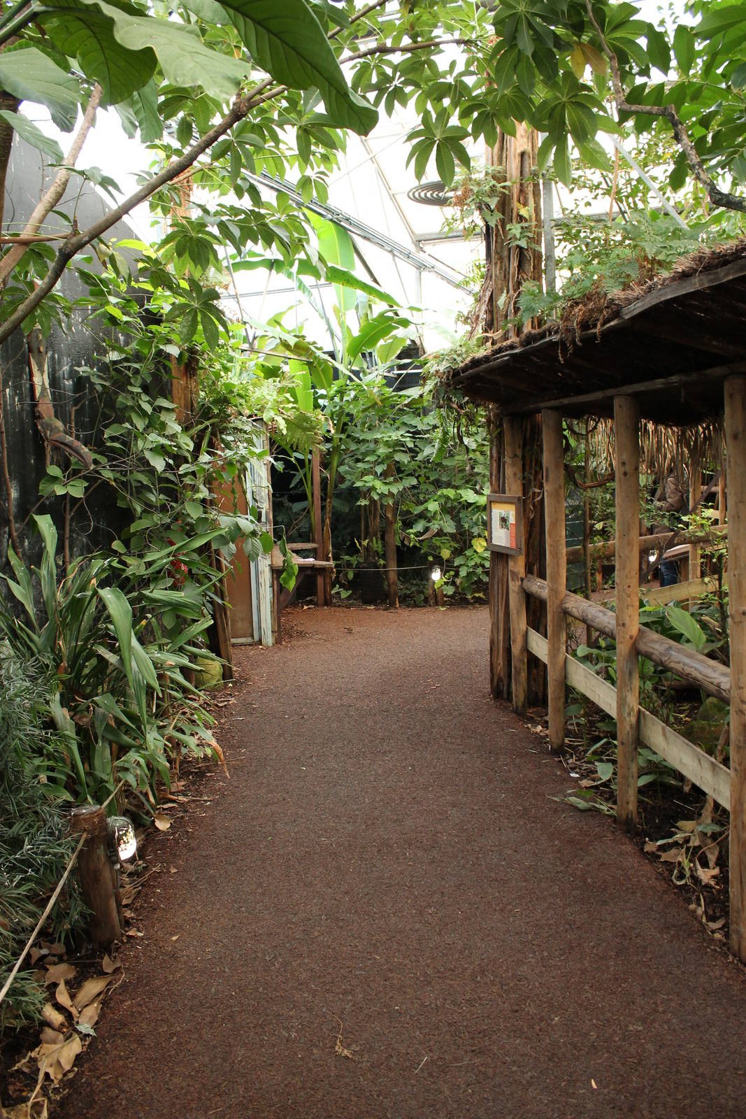 New Okapi indoor exhibit