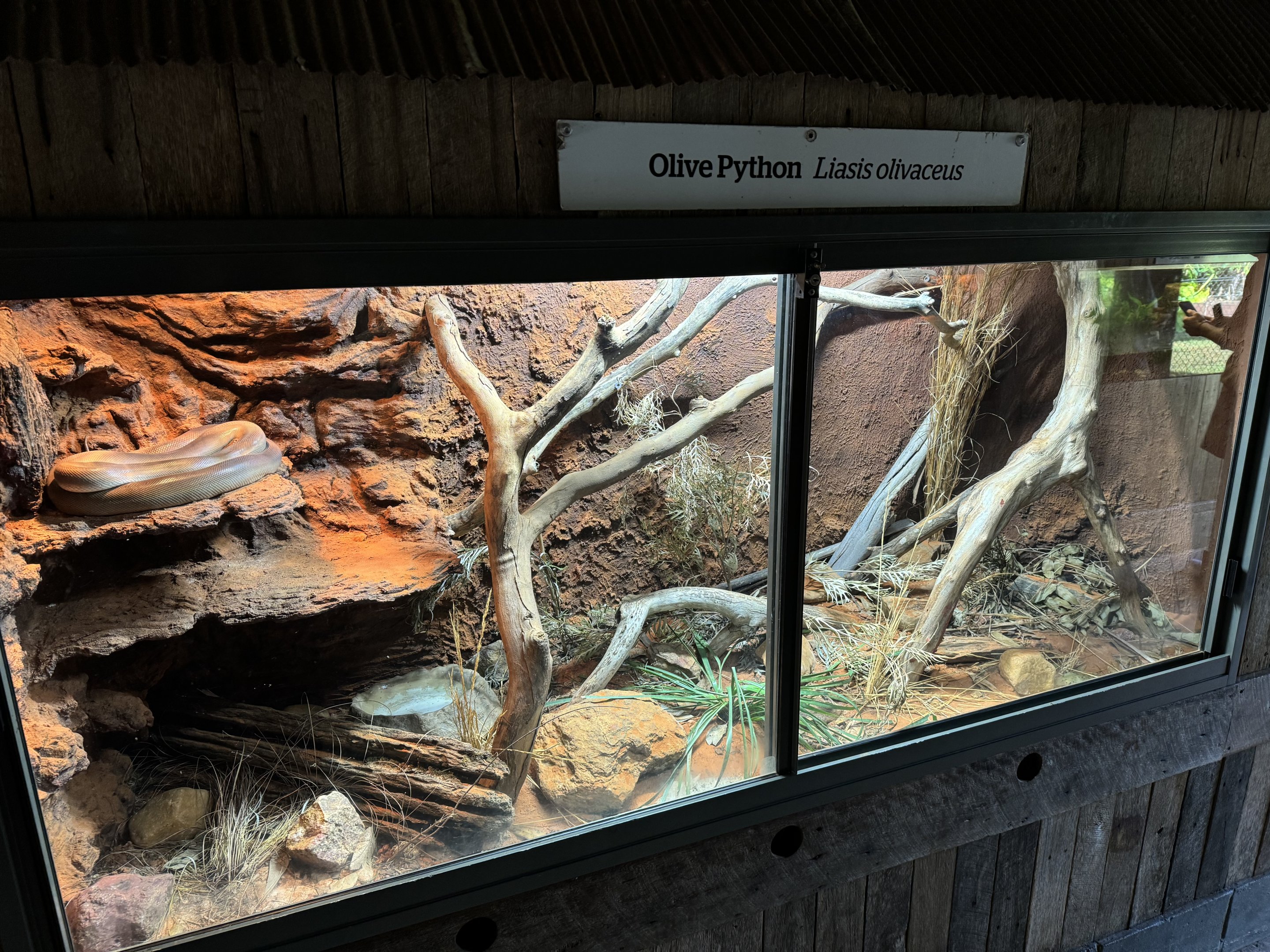 New olive python enclosure