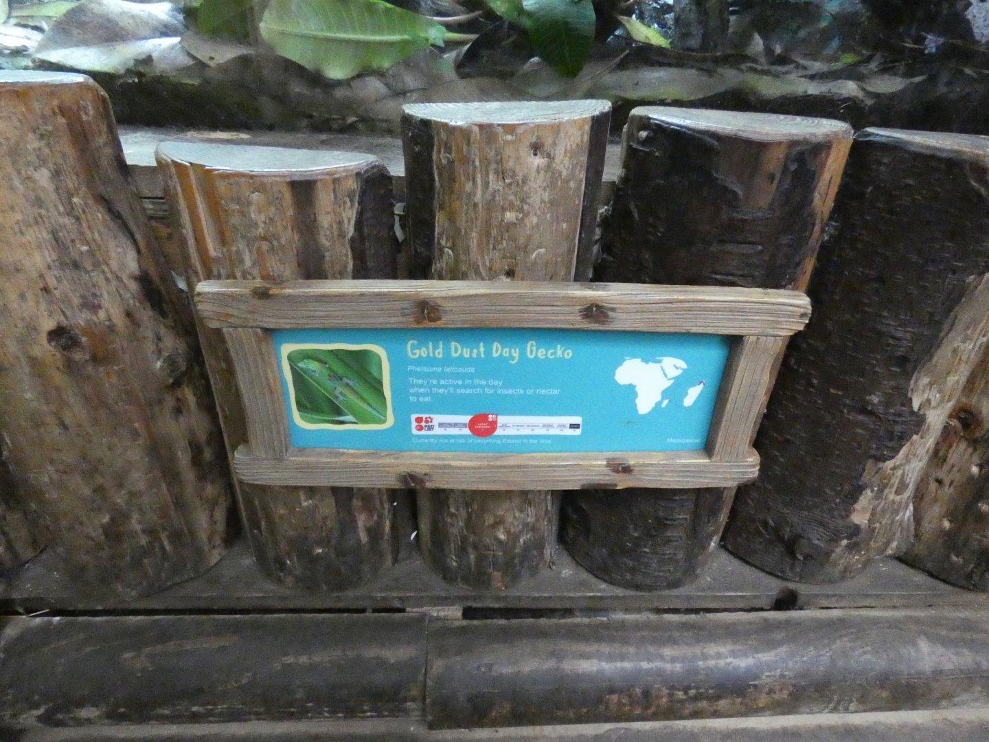 New on-show gecko species signange