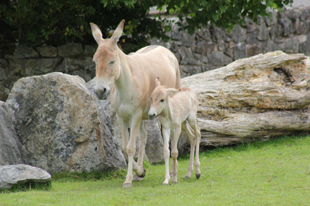New Onager Foal - Born 10/11-06-2012