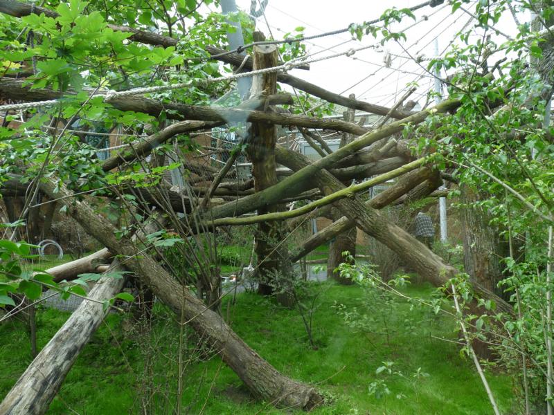 New Orang Exhibit detail