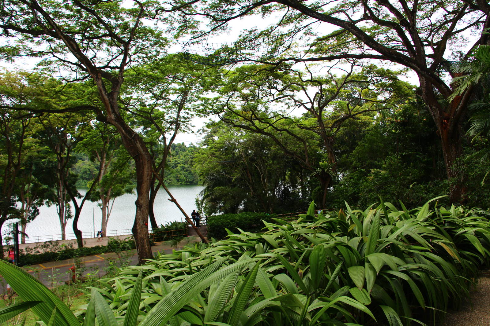 New Orang Utan Free-ranging Area