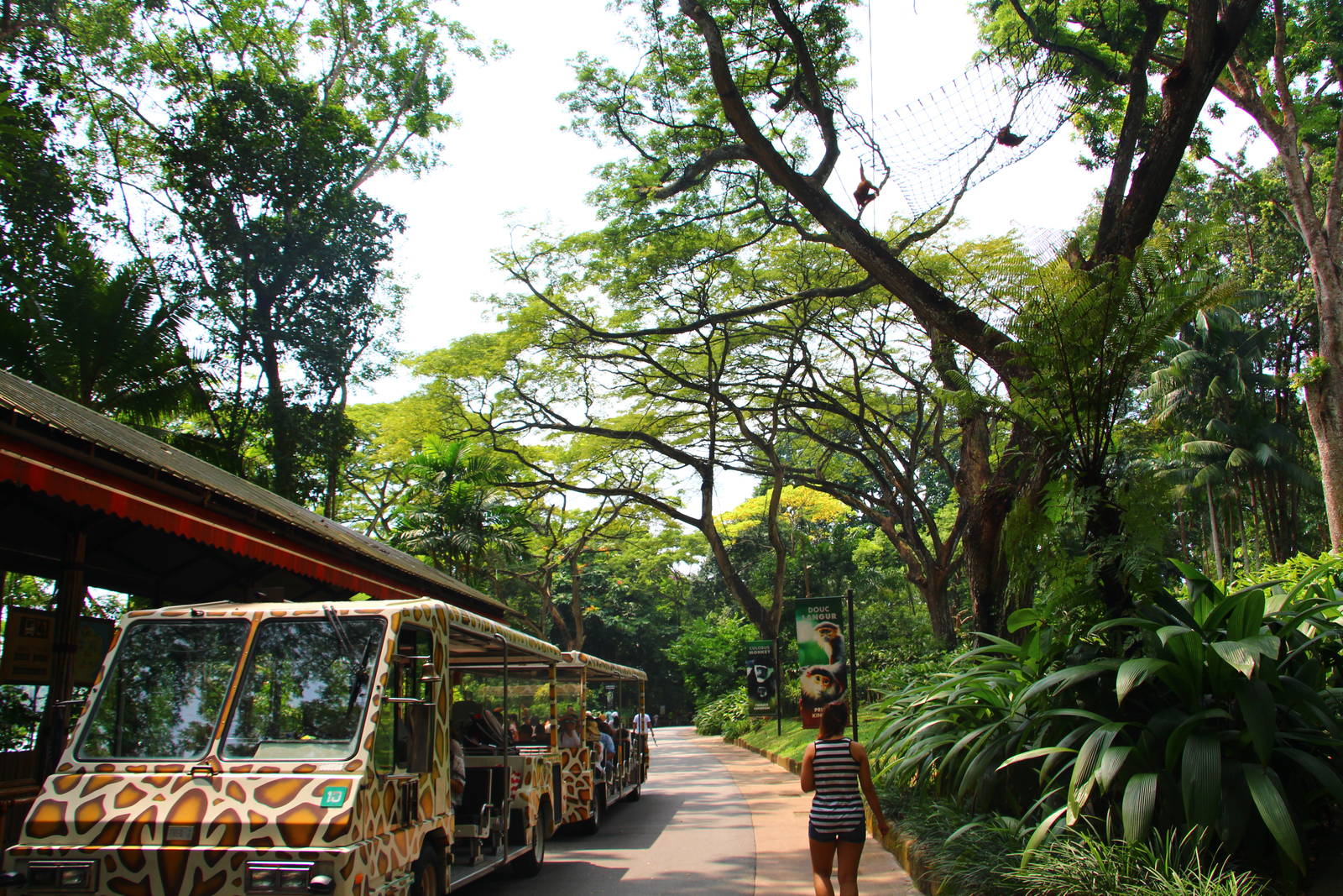 New Orang Utan Free-ranging Area