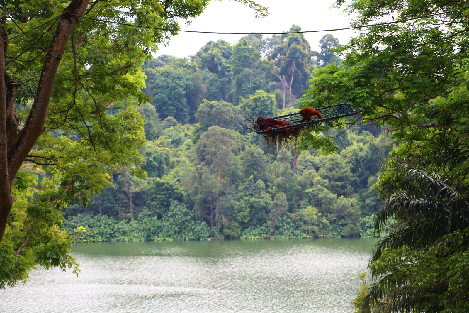 New Orang Utan Free-ranging Area