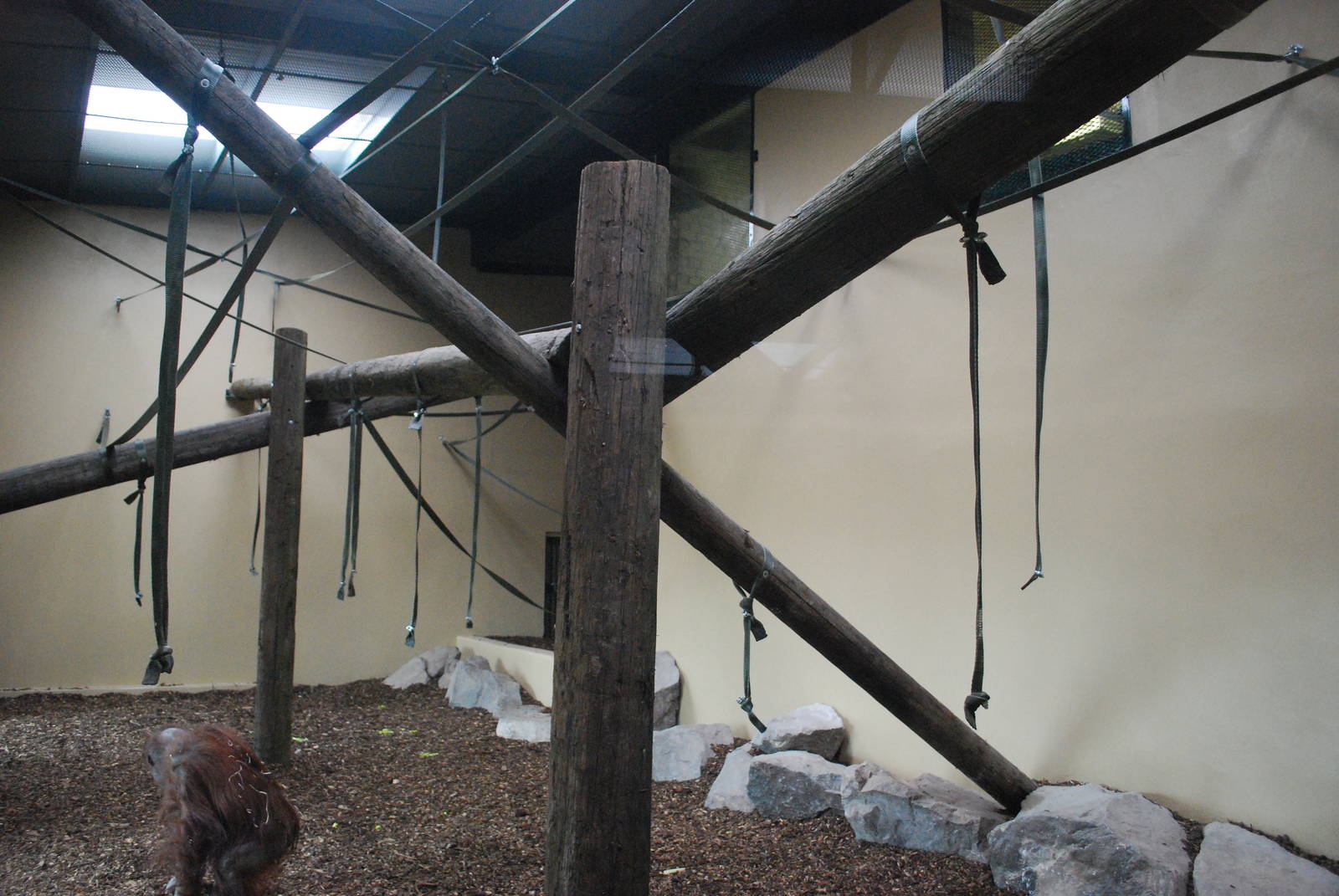 New Orang utan house