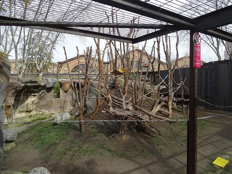 New Orangutan and gibbon enclosure