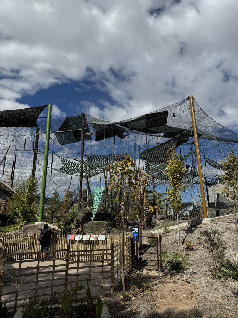 New orangutan-First view ABQ Biopark Zoo Oct 23-2023 visit