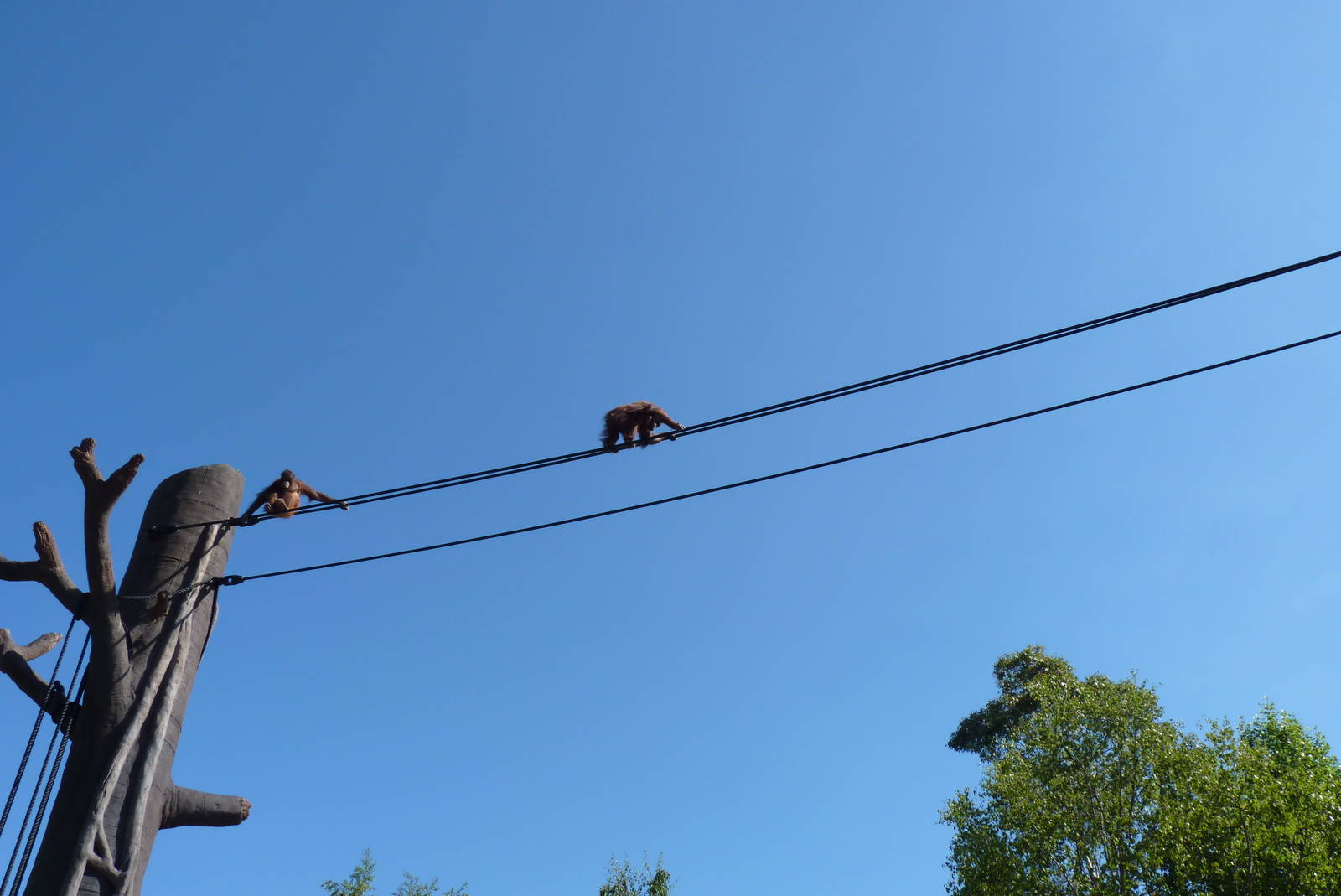 New Orangutan Forest, July 2016