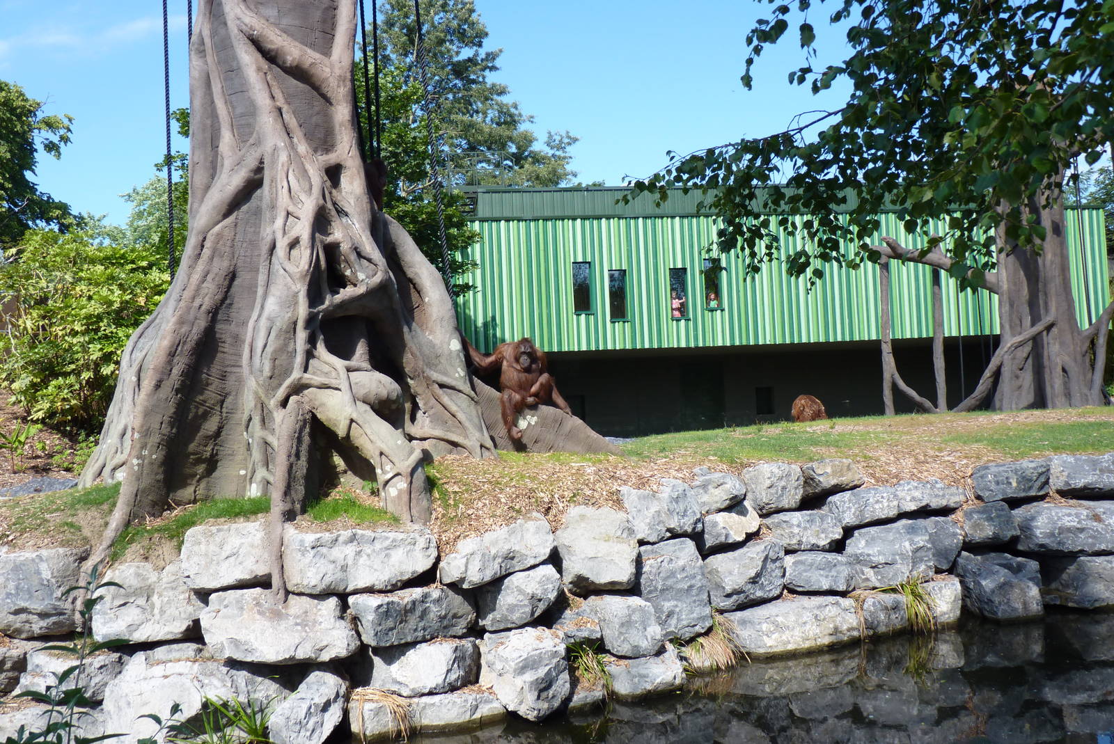 New Orangutan Forest, July 2016