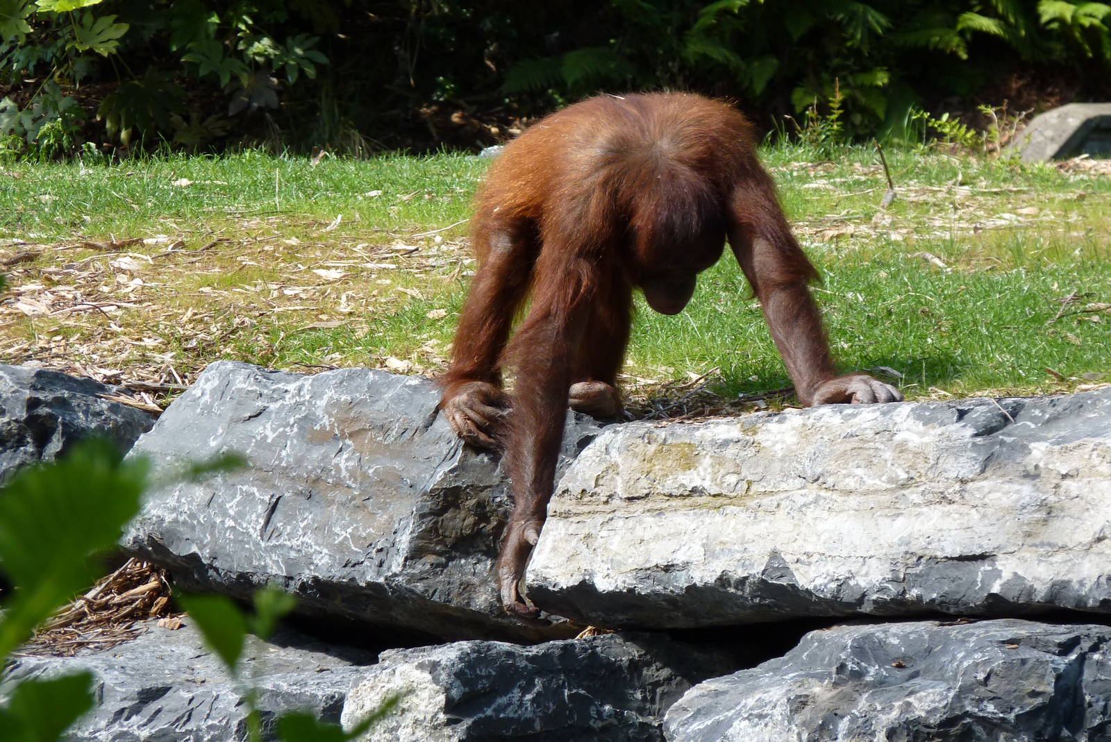 New Orangutan Forest, July 2016