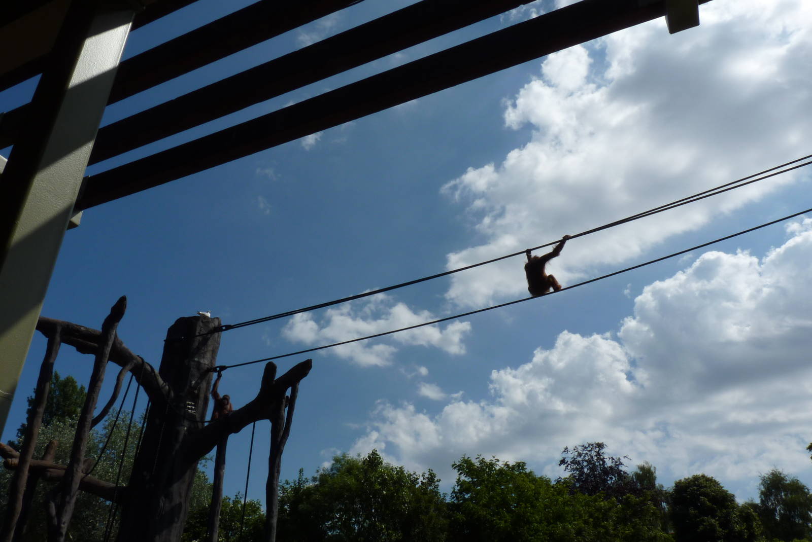 New Orangutan Forest, July 2016