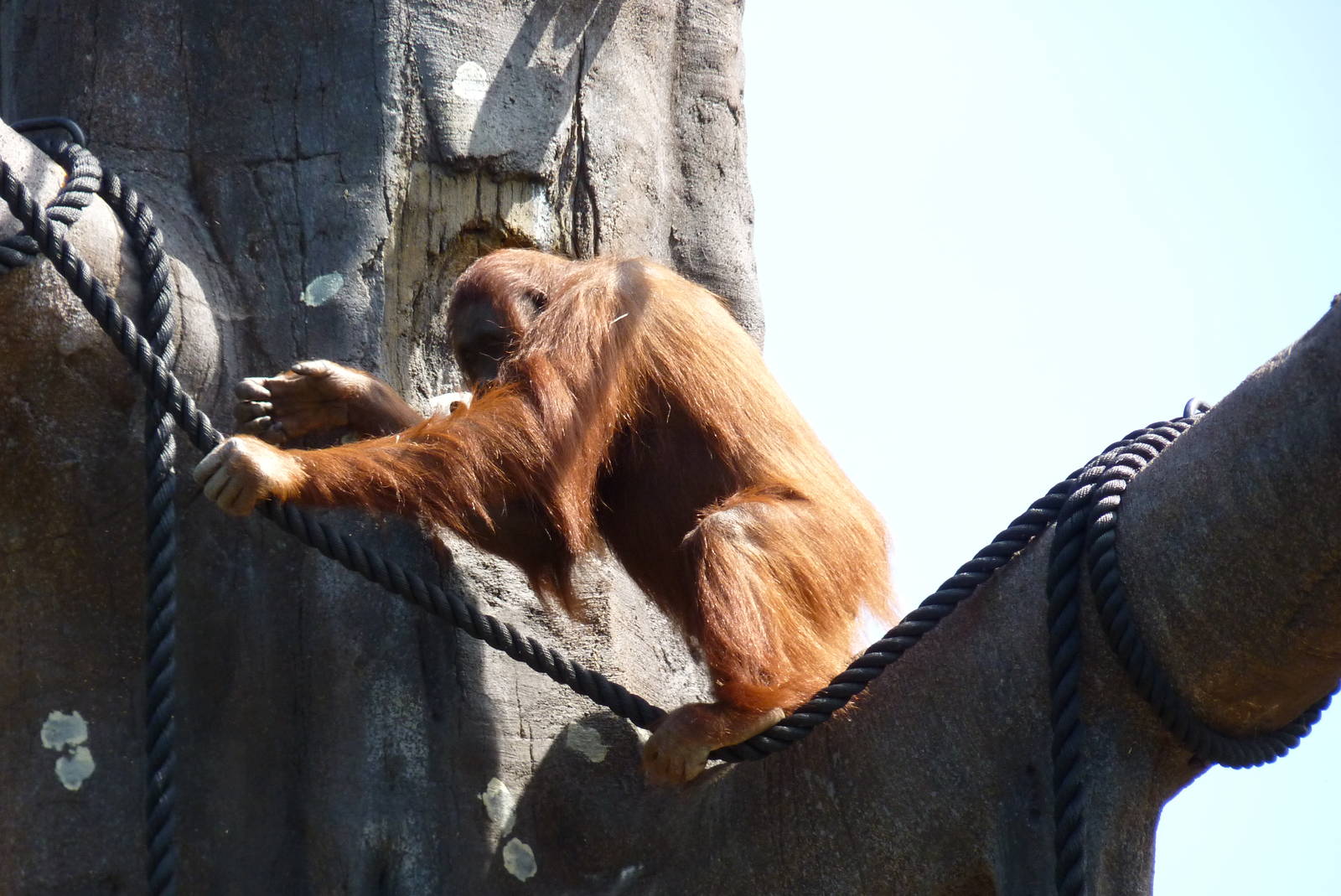 New Orangutan Forest, July 2016