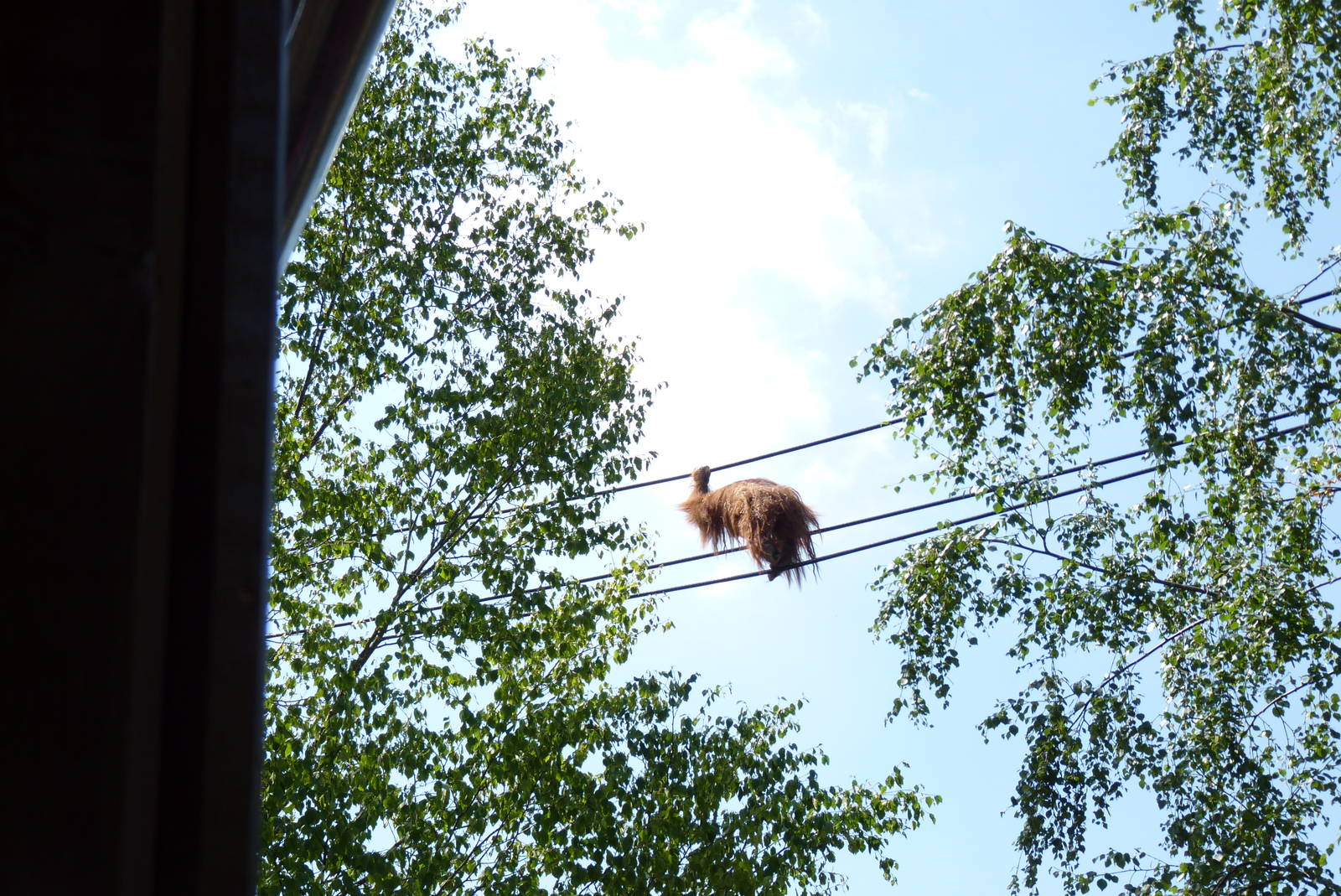 New Orangutan Forest, July 2016