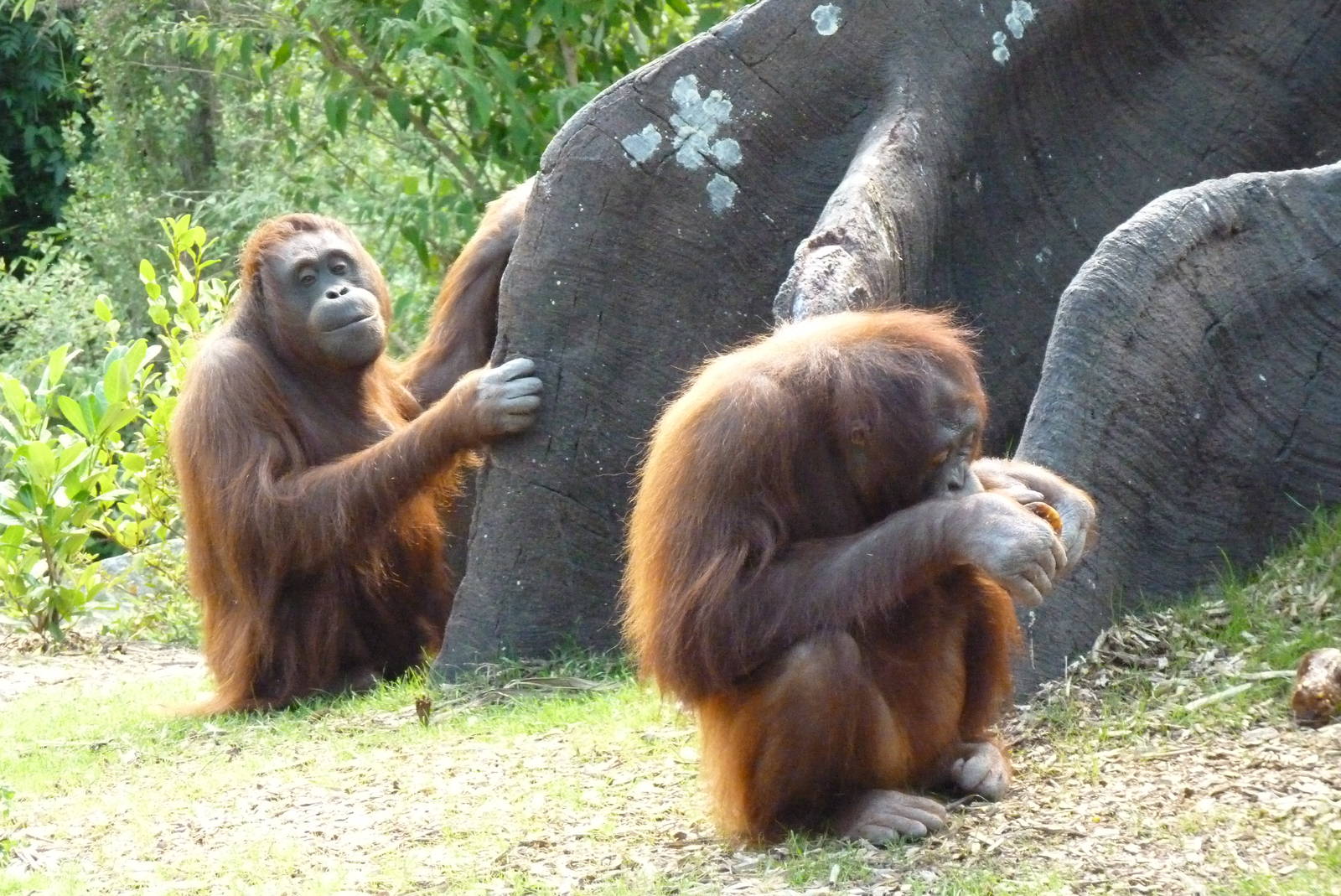 New Orangutan Forest, July 2016