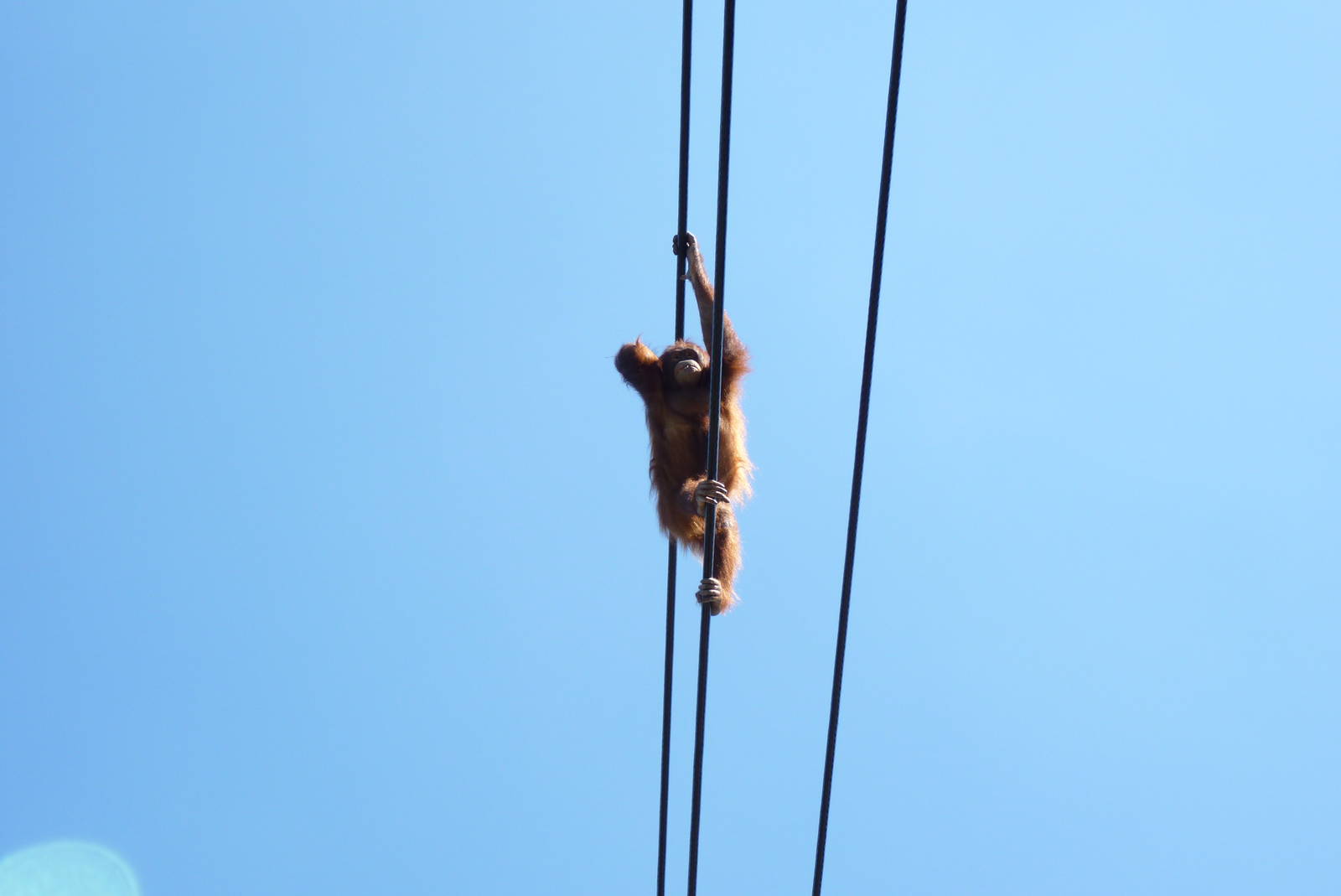 New Orangutan Forest, July 2016