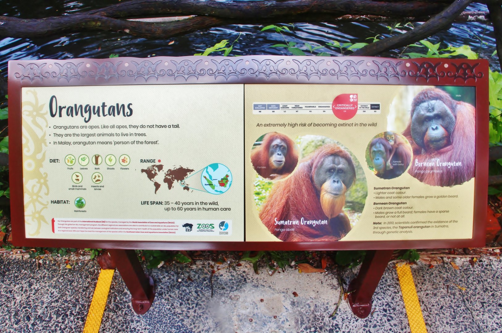 New Orangutan information sign