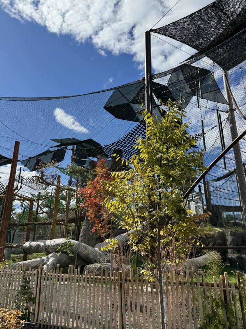 New orangutan-Long view