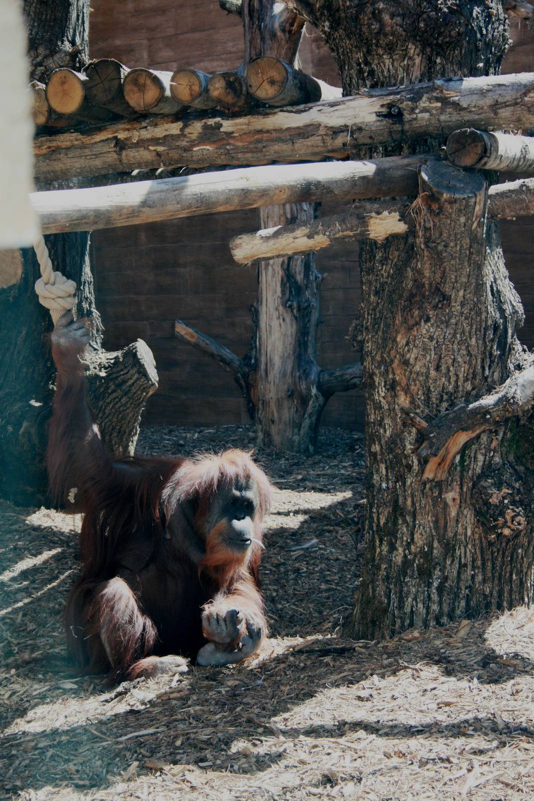 New orangutan outdoor exhibit