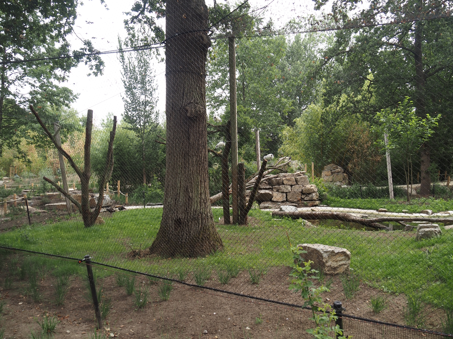 New Oriental white stork aviary, 2025-07-12