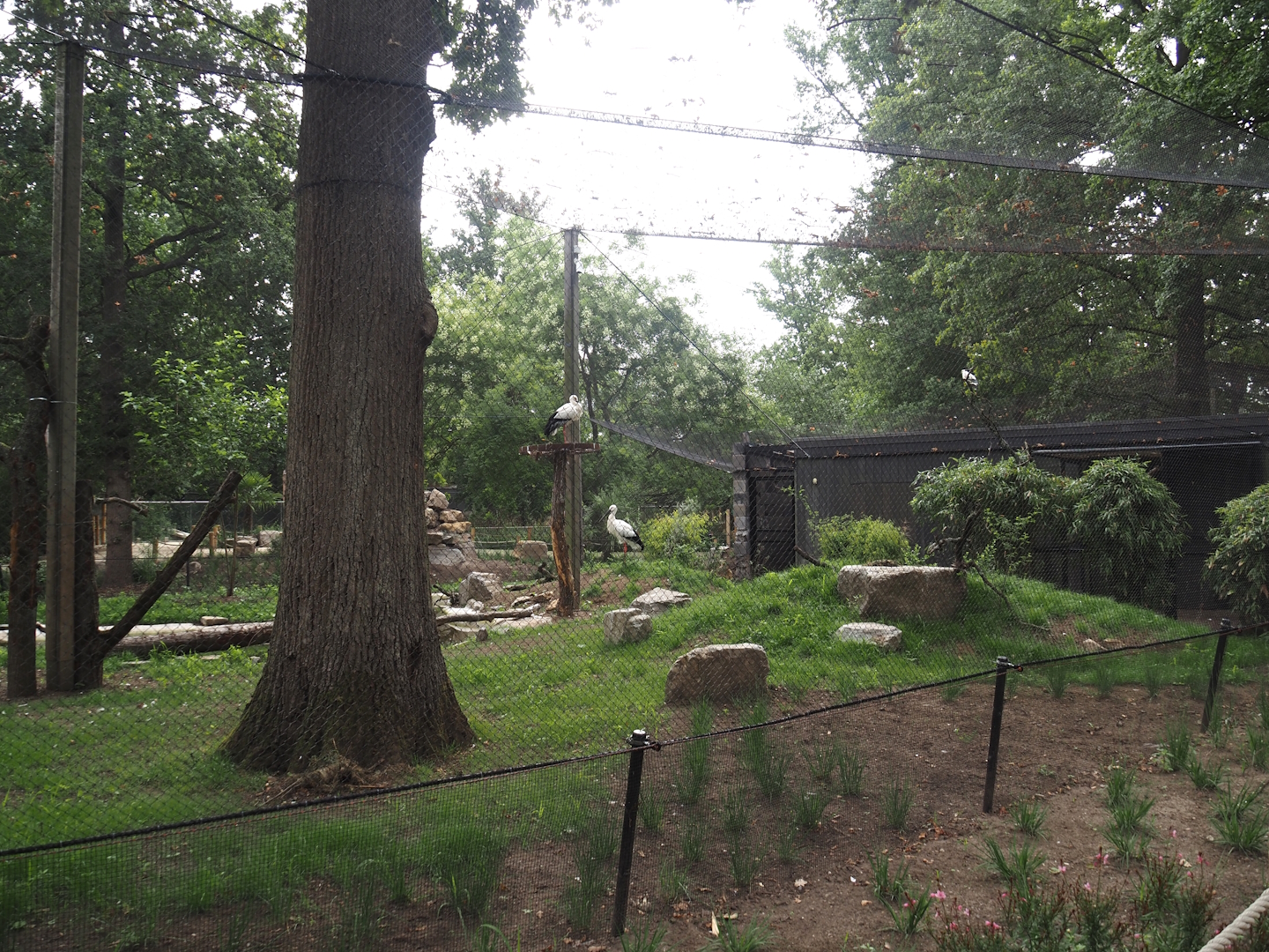 New Oriental white stork aviary, 2025-07-12