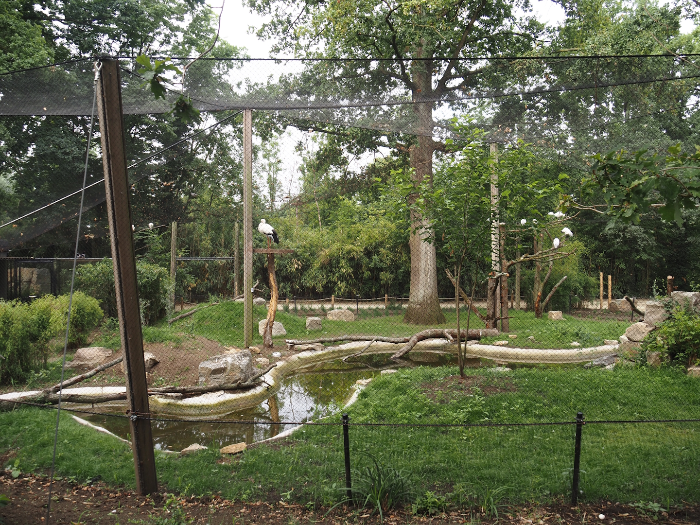 New Oriental white stork aviary, 2025-07-12