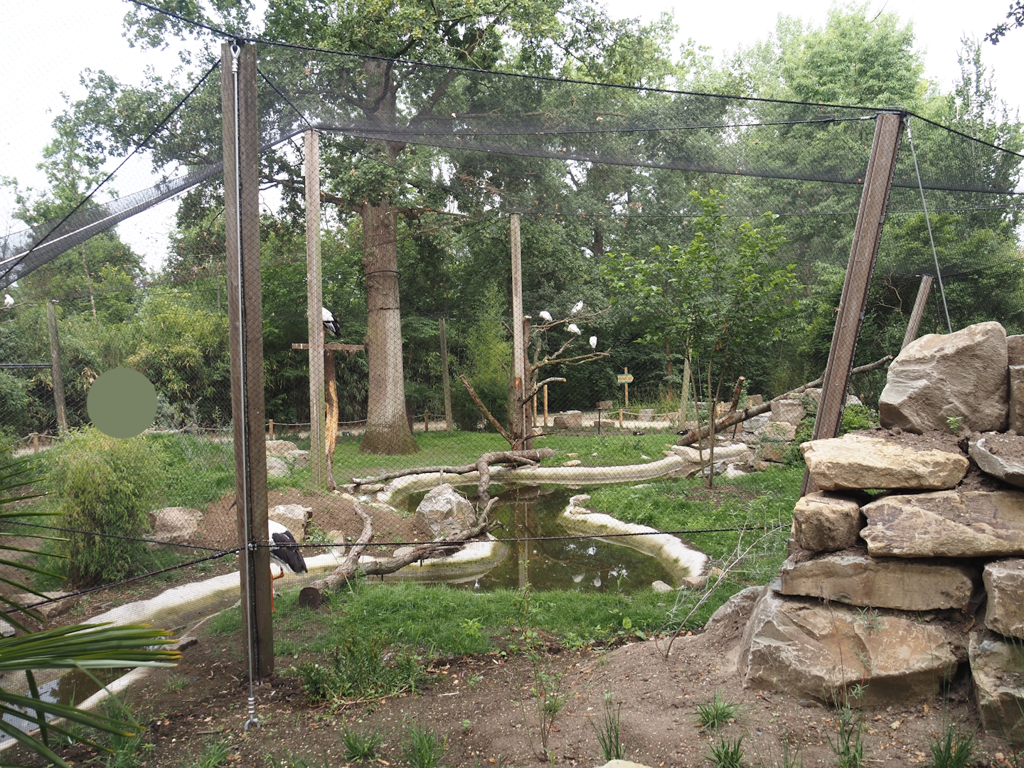 New Oriental white stork aviary, 2025-07-12