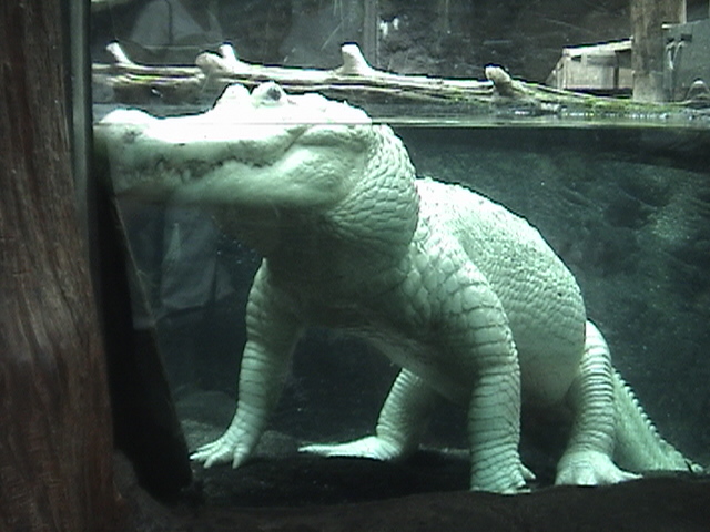 New Orleans Aquarium of the Americas