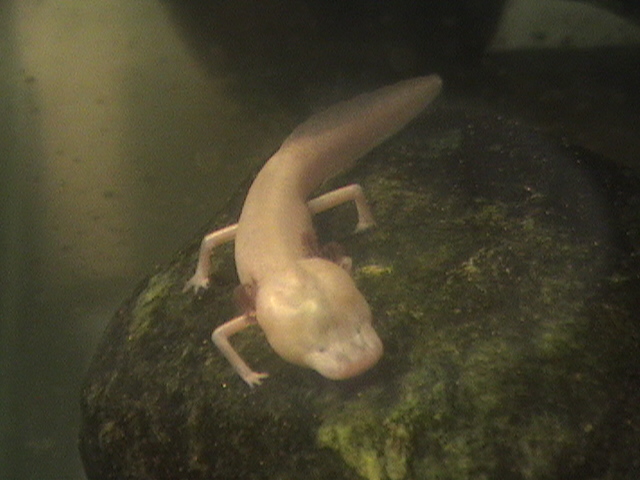 New Orleans Audubon Zoo