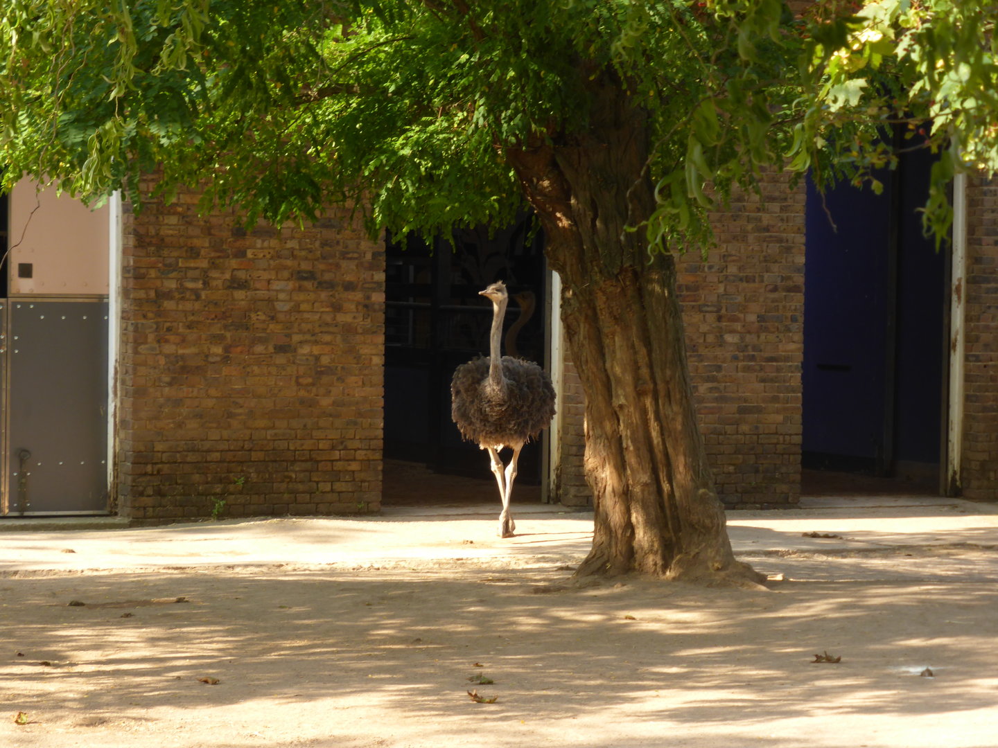 New Ostrich at London Zoo
