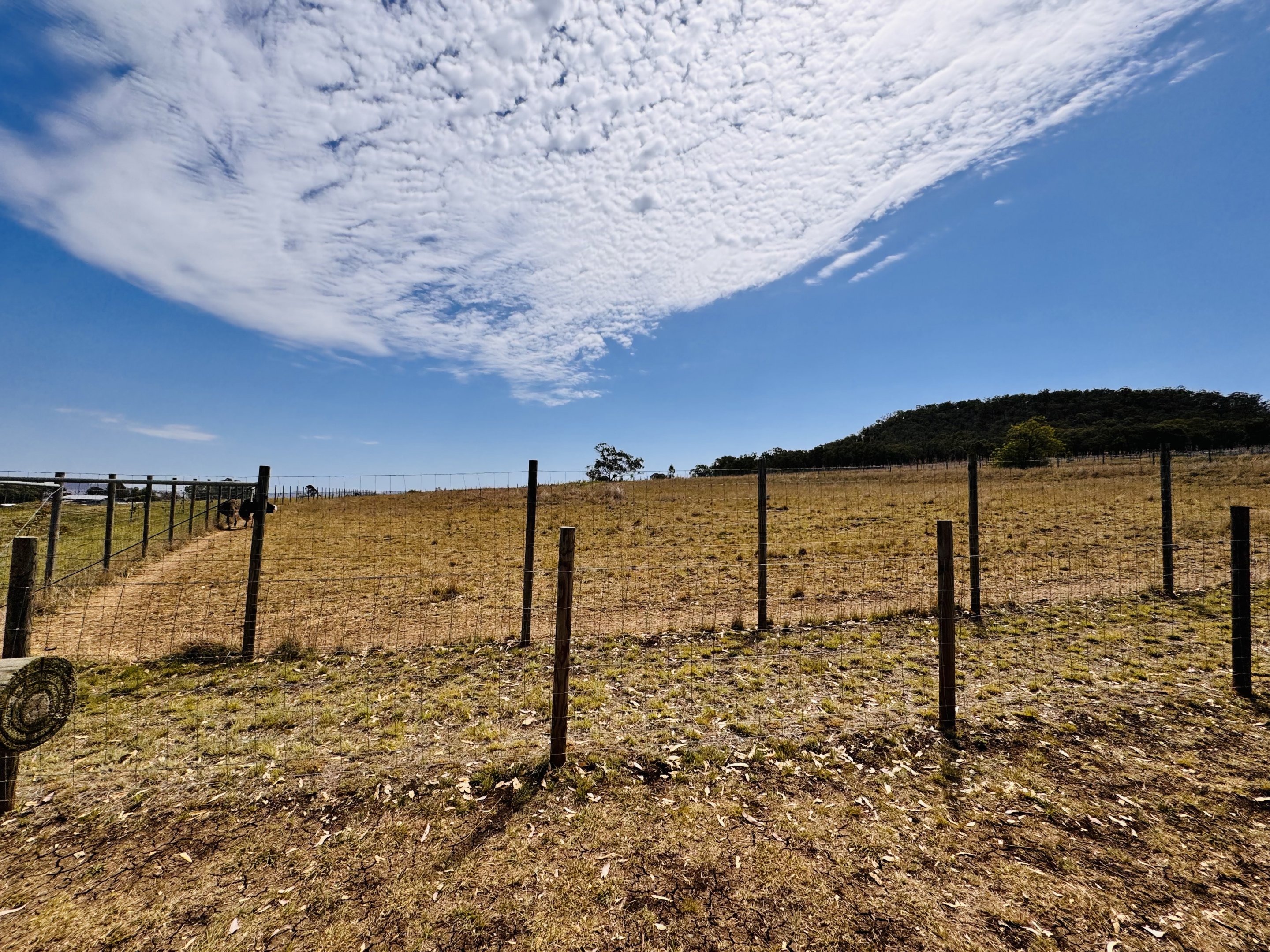 New ostrich enclosure