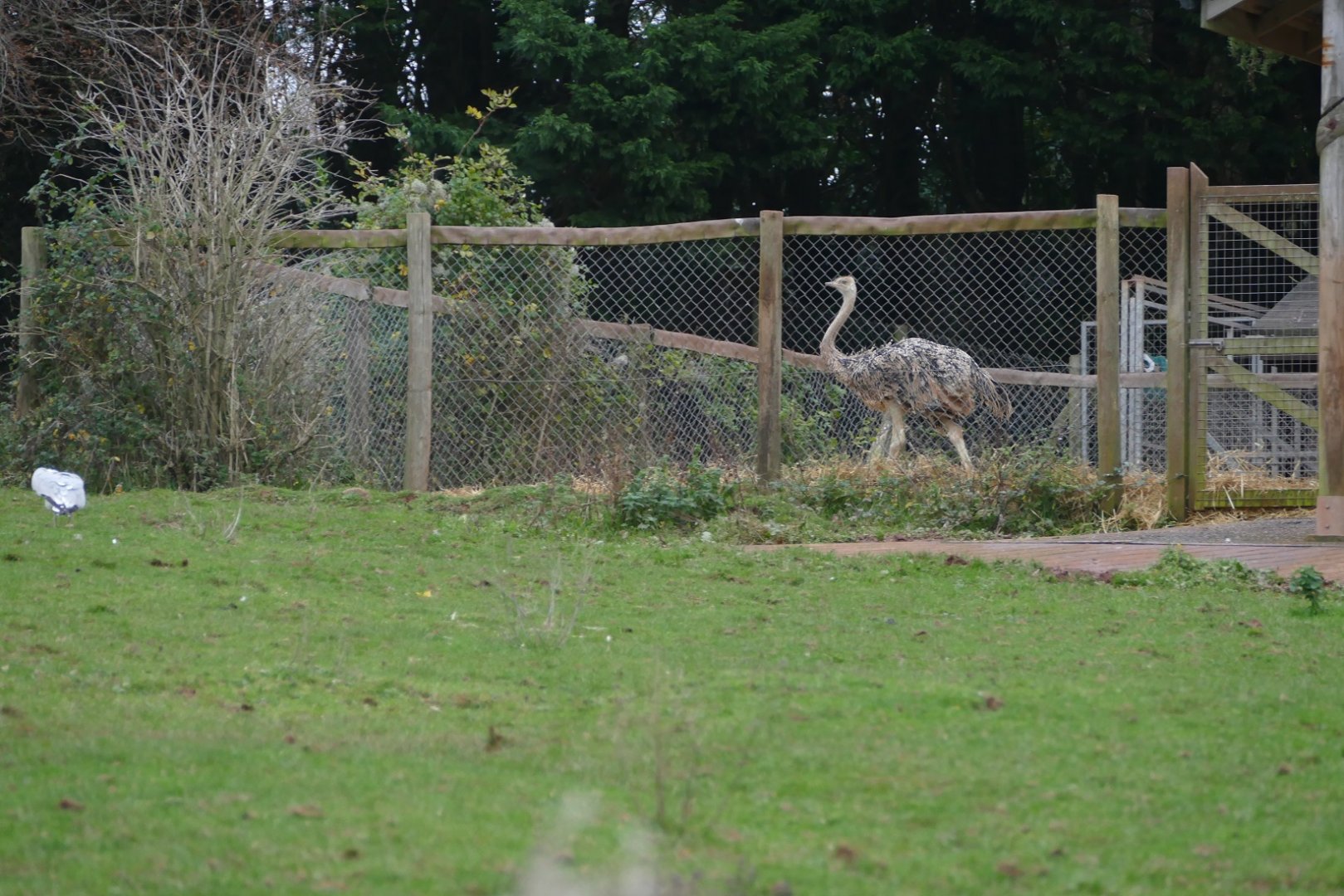 New Ostrich, November 2018