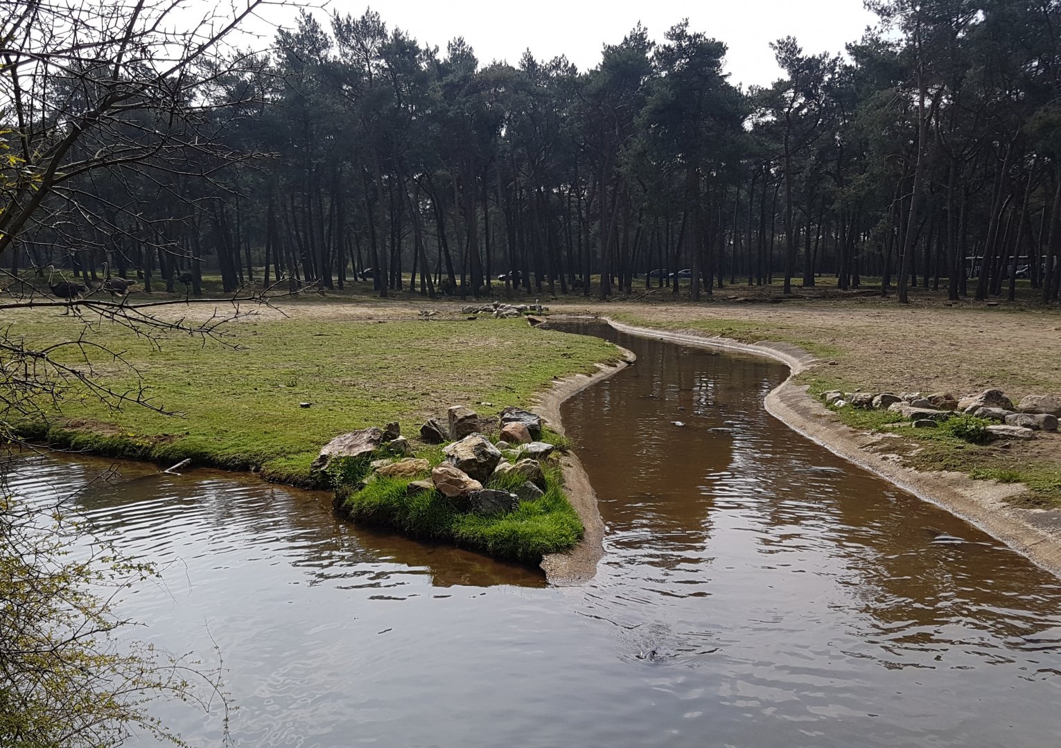 New Ostrich - Red forest buffalo drive-through enclosure