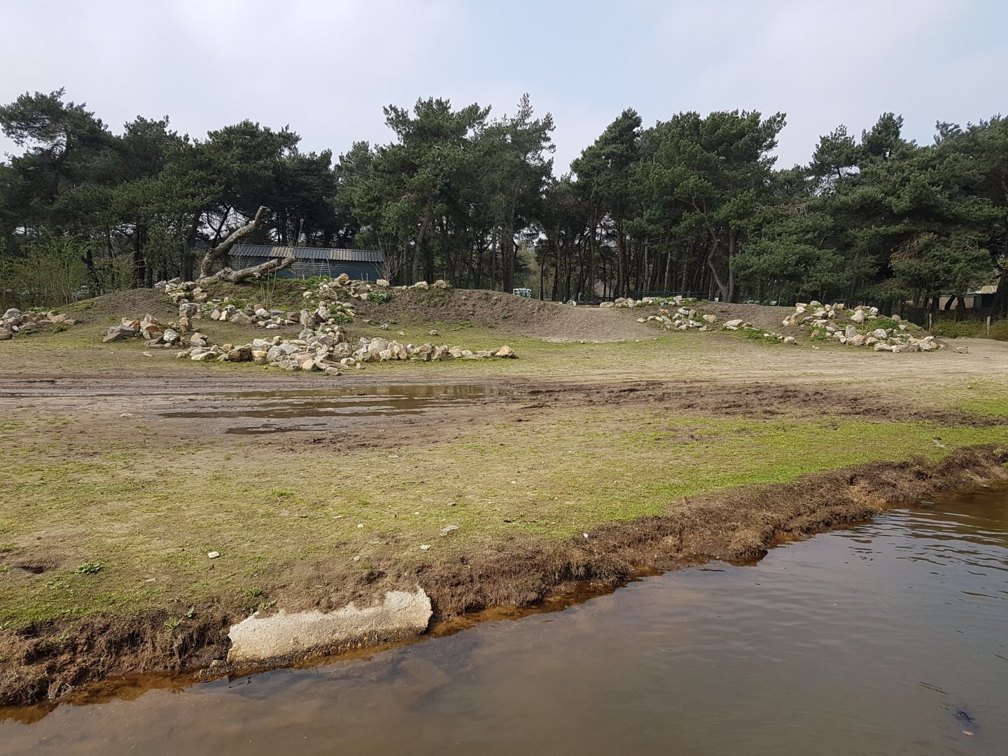 New Ostrich - Red forest buffalo drive-through enclosure