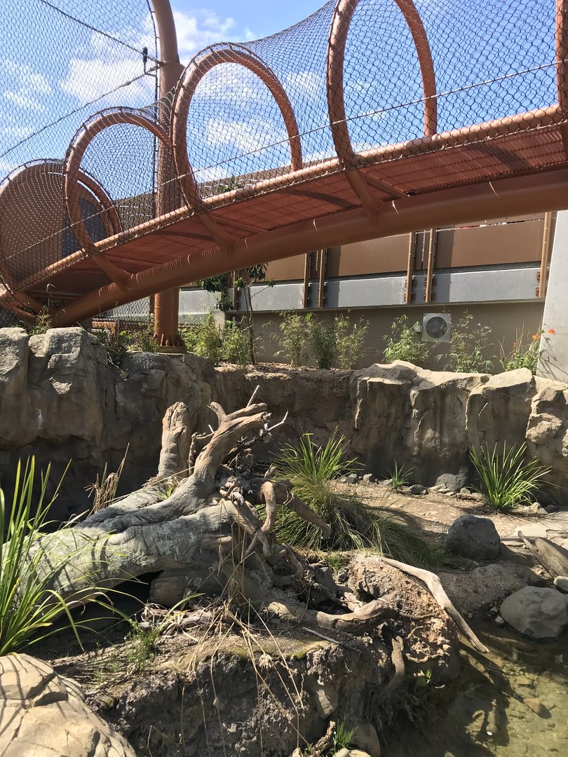 New otter enclosure with Tiger overpass
