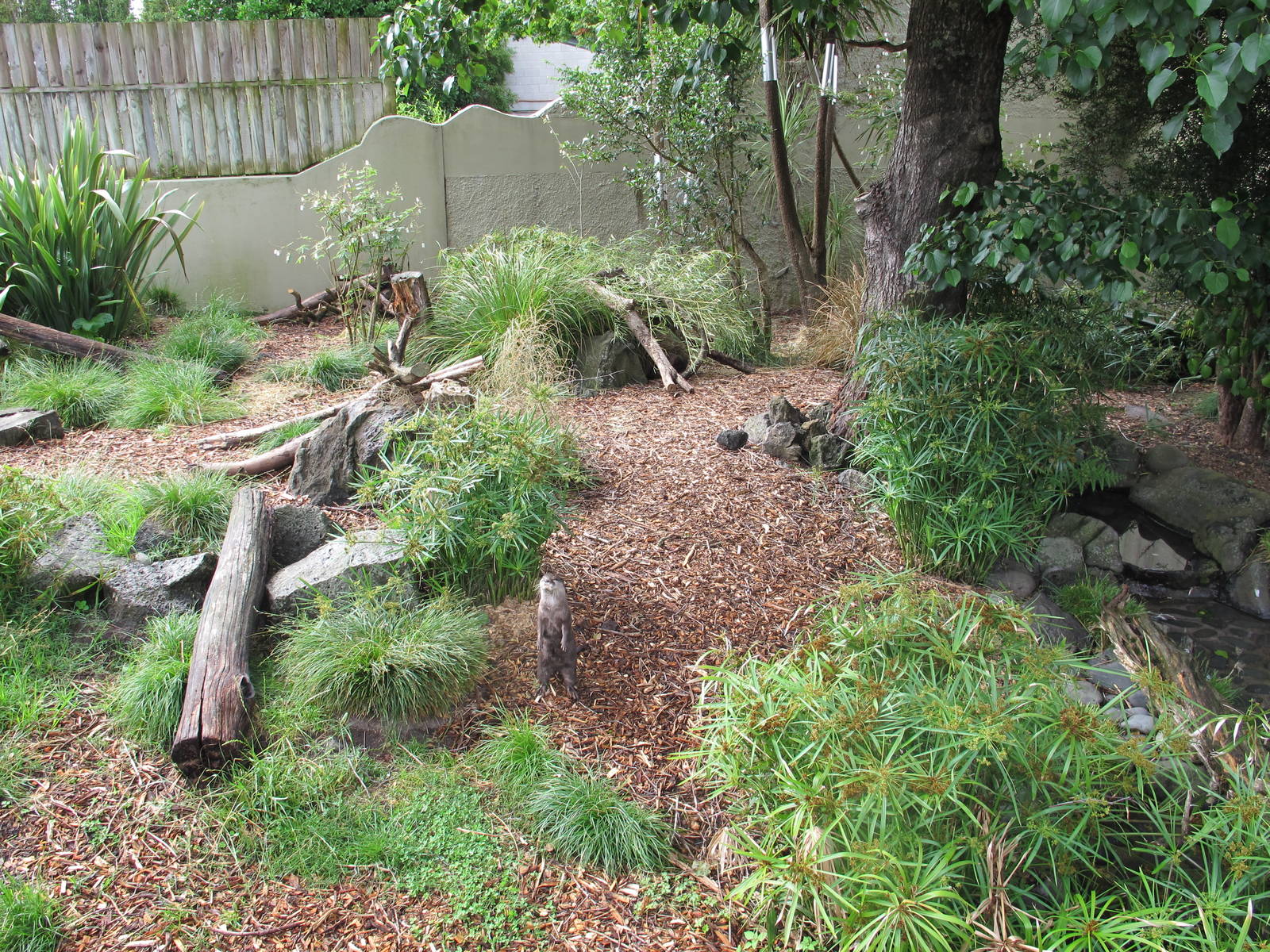New Otter Exhibit - Auckland Zoo 2012
