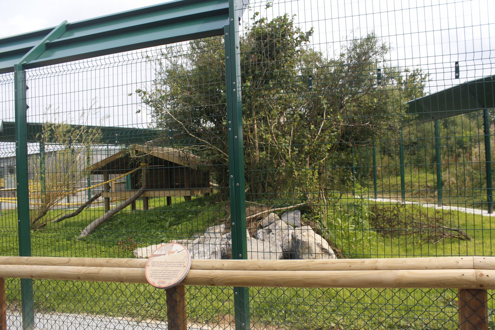 New out door area for Patas monkeys