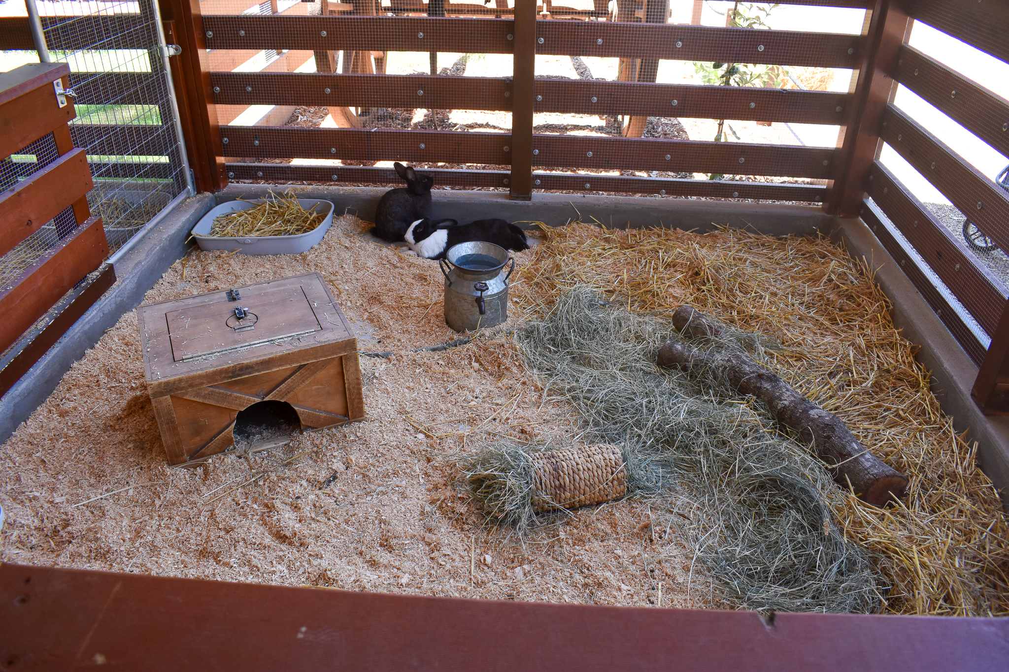 New - Outback Springs - Rabbits