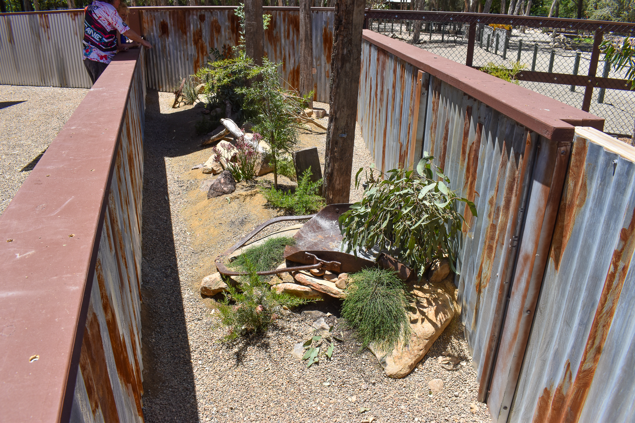 New - Outback Springs - Shingleback/Cunningham's Skink Enclosure