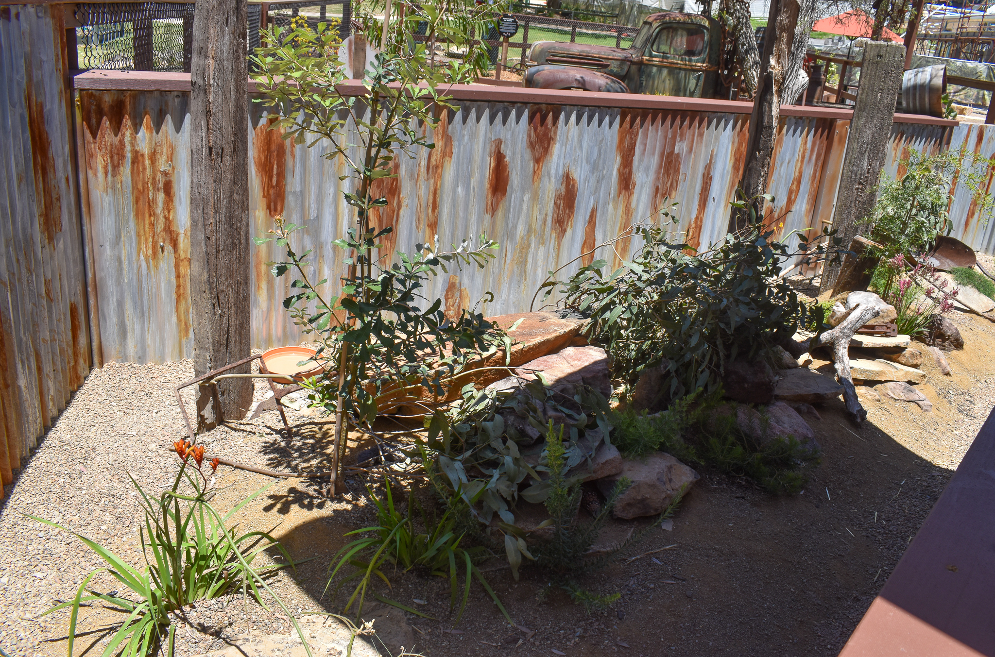 New - Outback Springs - Shingleback/Cunningham's Skink Enclosure