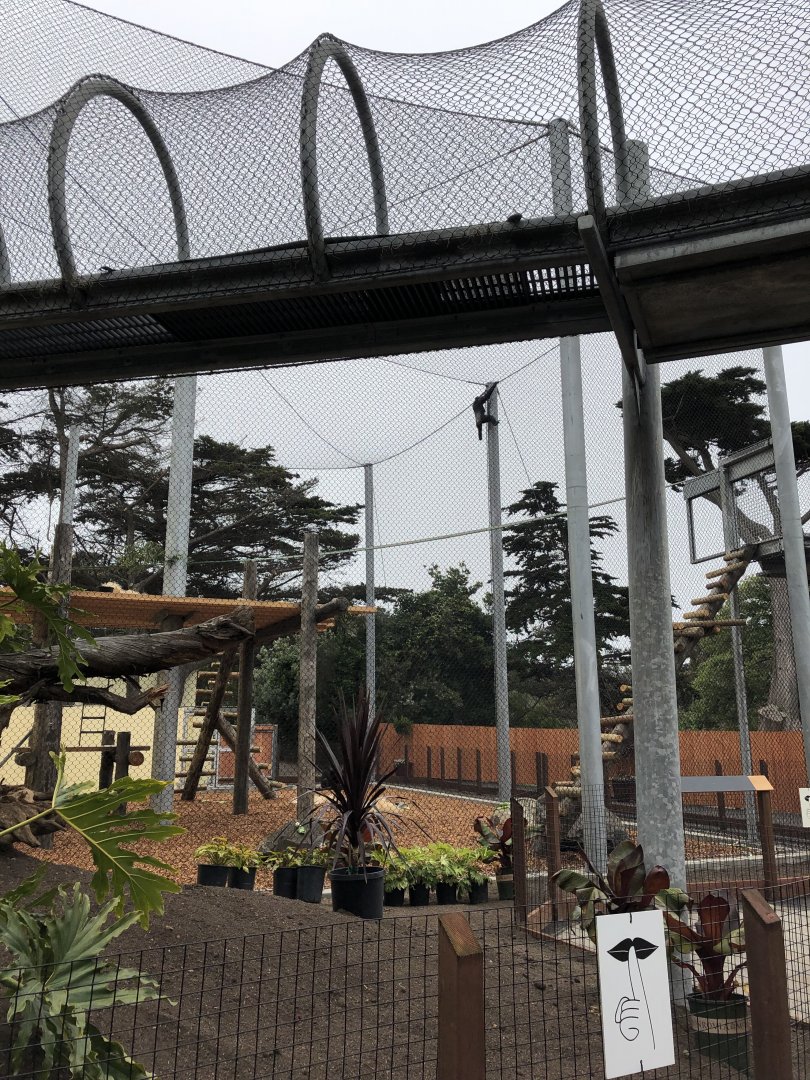 New outdoor Ape yard