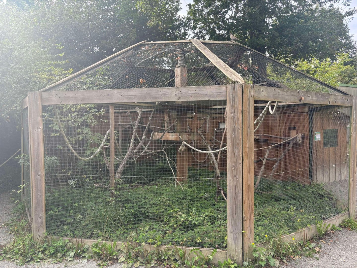 New outdoor Cotton-top Tamarin exhibit