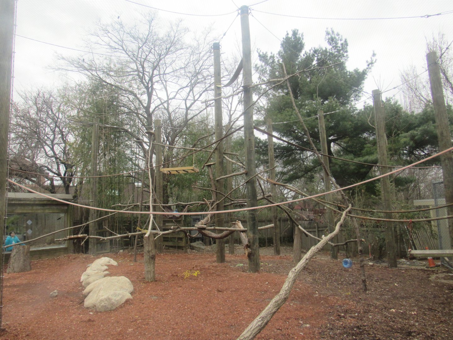 new outdoor gibbon enclosure