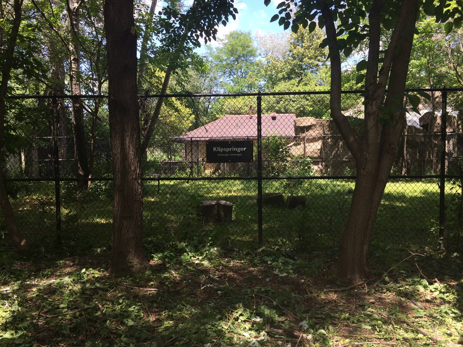 New outdoor klipspringer exhibit