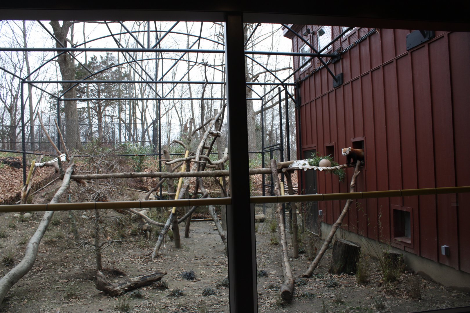 New Outdoor Red Panda Exhibit